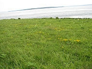 Castilléjie dorée