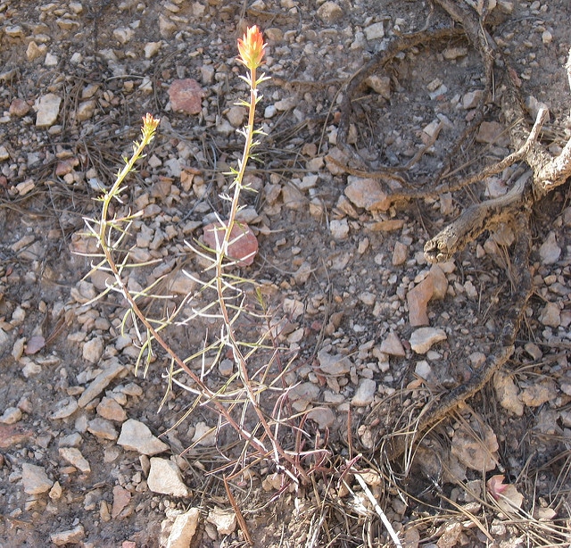 Castilleja linariifolia