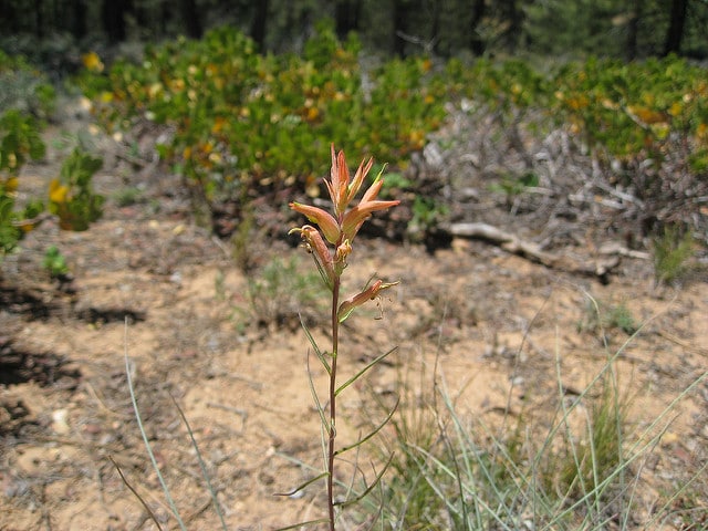 Castilleja linariifolia