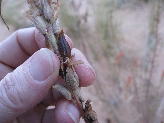 Castilleja linariifolia
