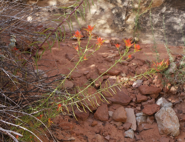 Castilleja linariifolia