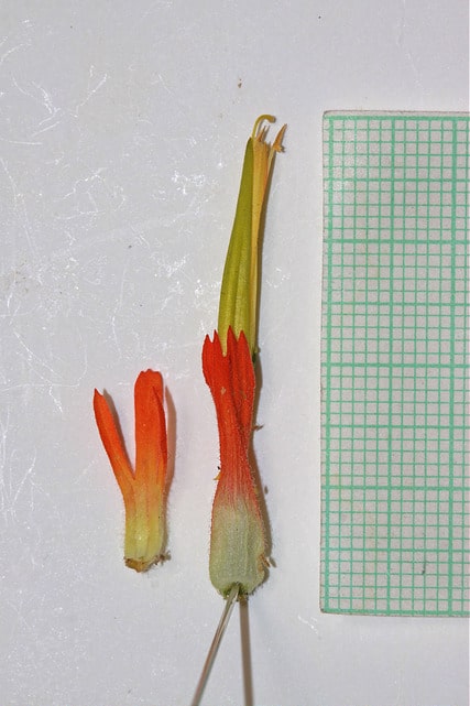 Castilleja linariifolia
