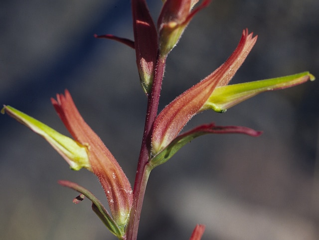 Castilleja linariifolia (Castilleja linariifolia)