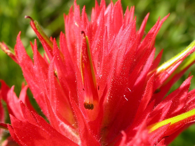 Castilleja miniata