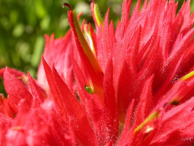 Castilleja miniata