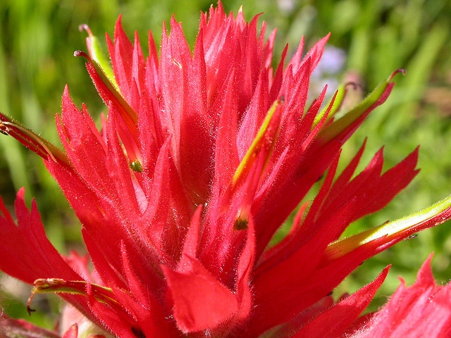 Castilleja miniata