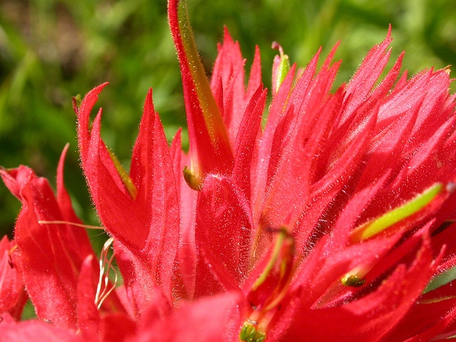 Castilleja miniata