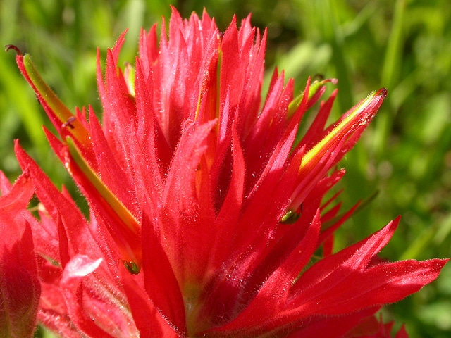 Castilleja miniata