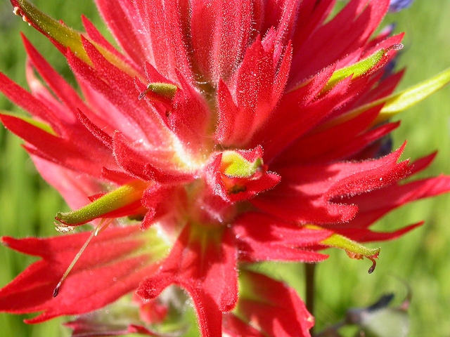 Castilleja miniata (Castilleja miniata)