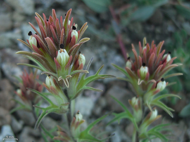 Castilleja nana