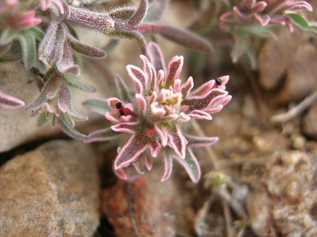 Castilleja nana