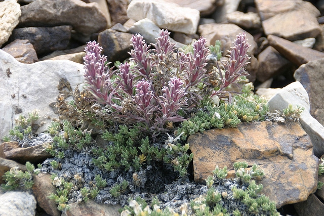 Castilleja nana