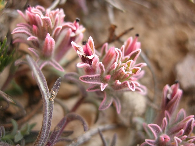 Castilleja nana