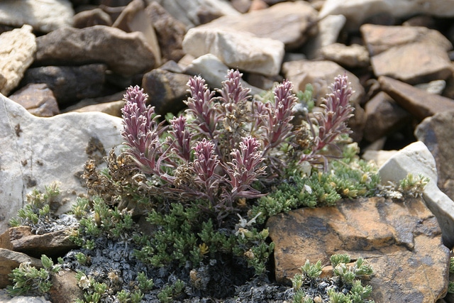 Castilleja nana
