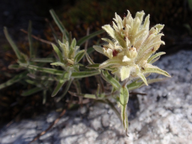 Castilleja nana (Castilleja nana)