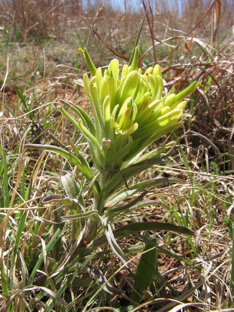 Castilleja purpurea