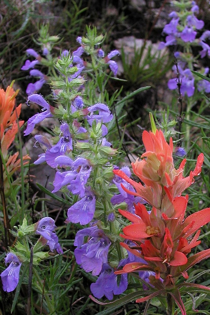 Castilleja purpurea