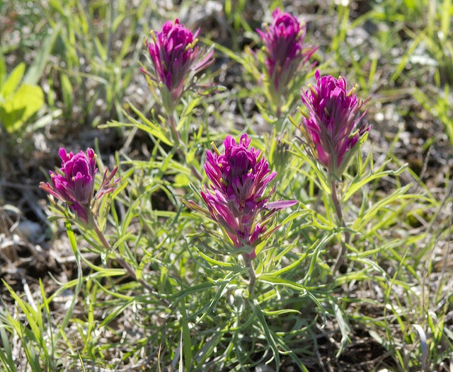 Castilleja purpurea (Castilleja purpurea)