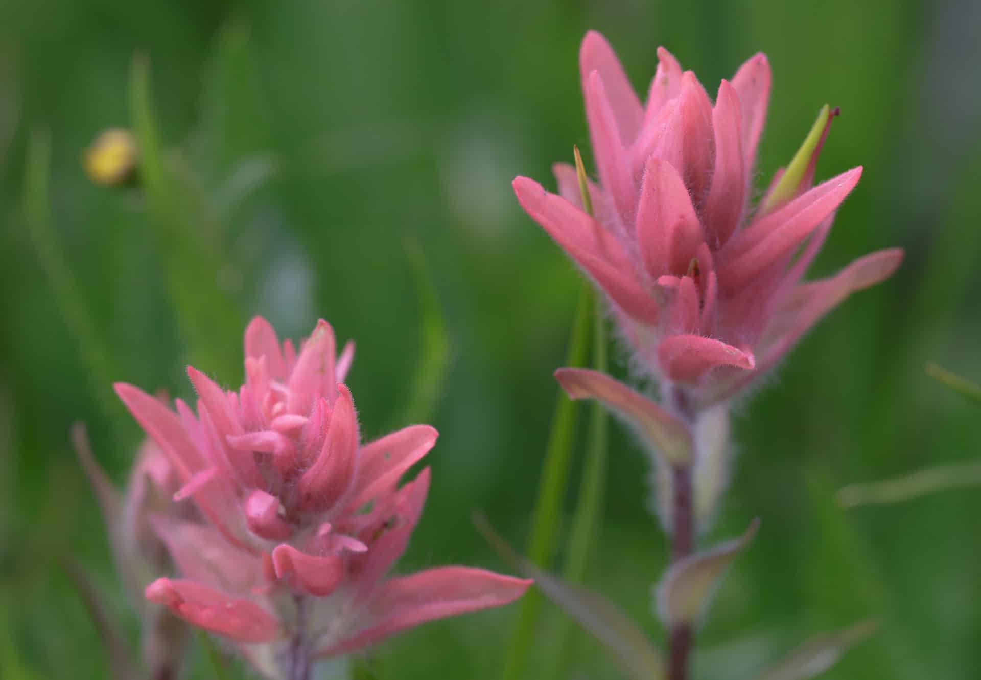 Castilleja rhexifolia (Castilleja rhexifolia)