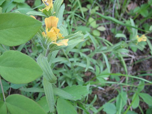 Castilleja rhexifolia