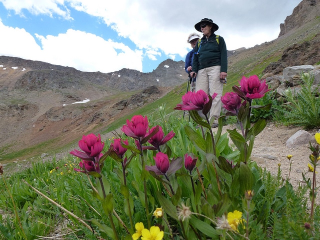 Castilleja rhexifolia