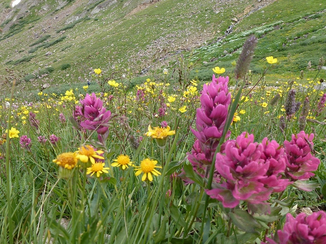 Castilleja rhexifolia