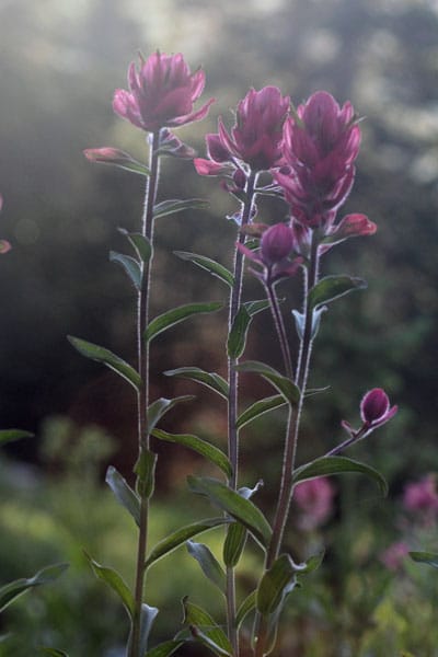 Castilleja rhexifolia