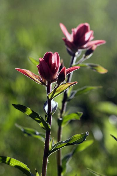 Castilleja rhexifolia