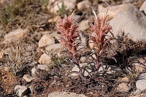 Castilleja sessiliflora