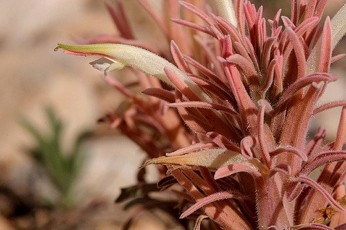 Castilleja sessiliflora