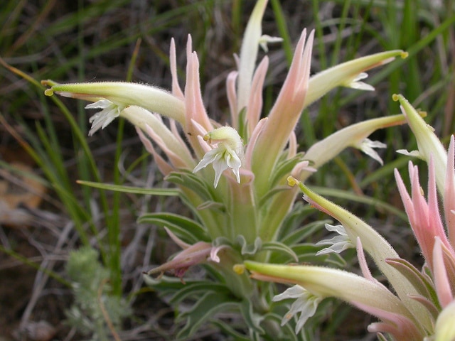 Castilleja sessiliflora