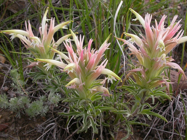 Castilleja sessiliflora