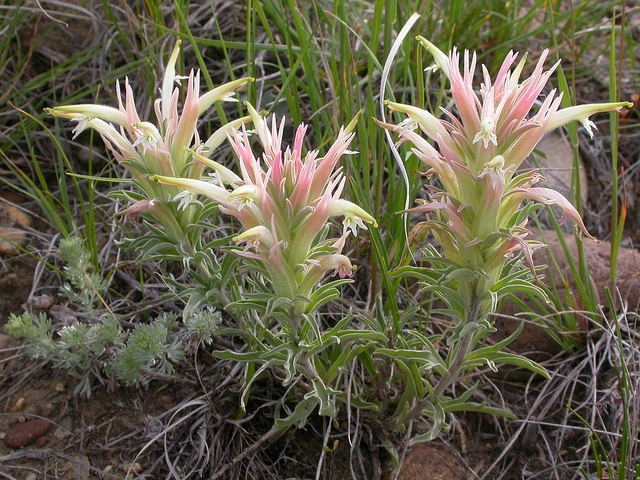 Castilleja sessiliflora