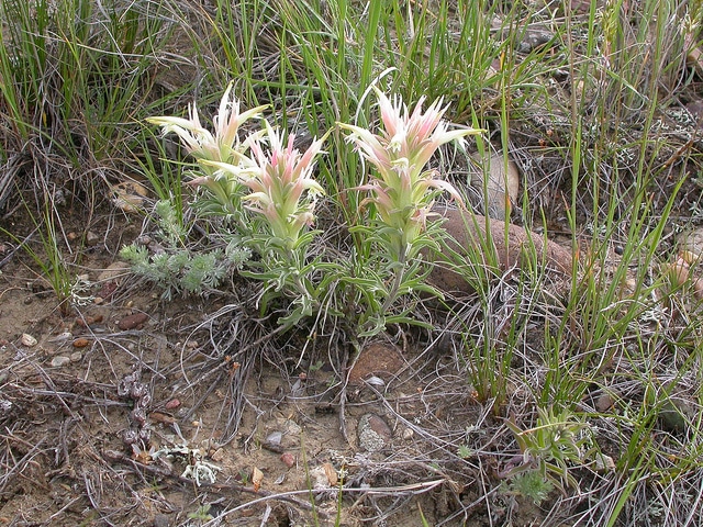 Castilleja sessiliflora (Castilleja sessiliflora)