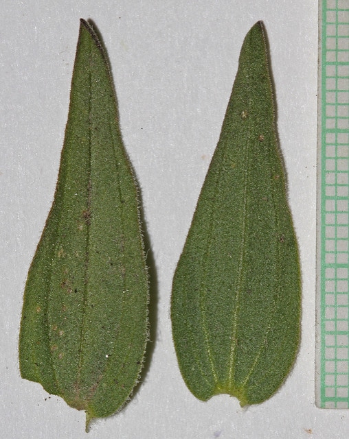 Castilleja sulphurea