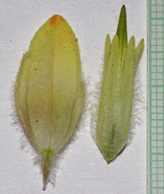 Castilleja sulphurea