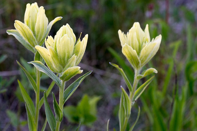 Castilleja sulphurea