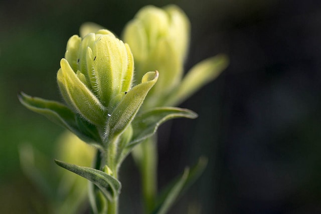 Castilleja sulphurea