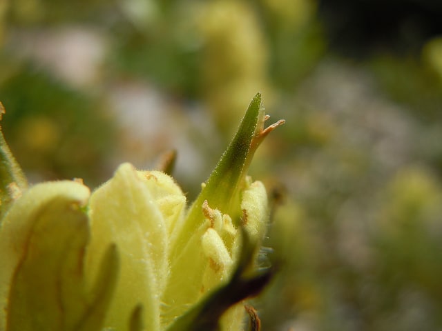 Castilleja sulphurea