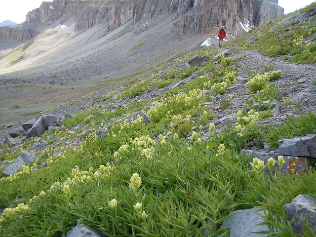 Castilleja sulphurea (Castilleja sulphurea)