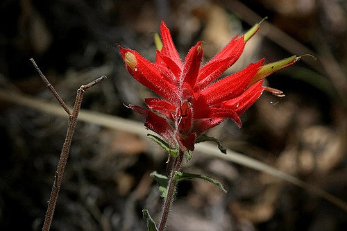 Castilleja tenuiflora (Castilleja tenuiflora)