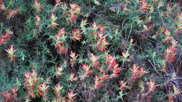 Castilleja tenuiflora