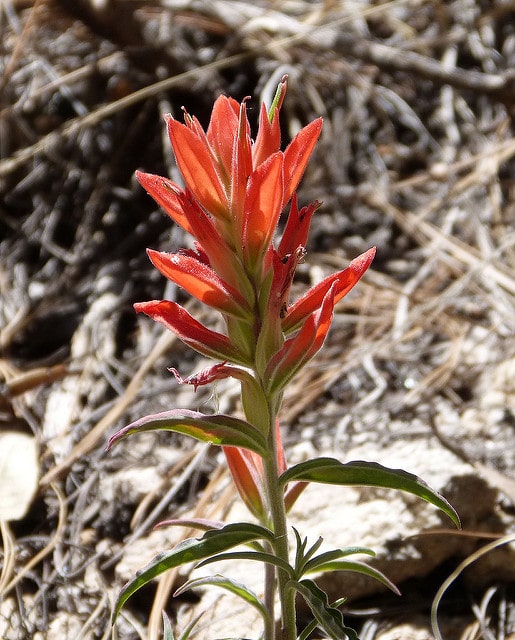 Castilleja tenuiflora