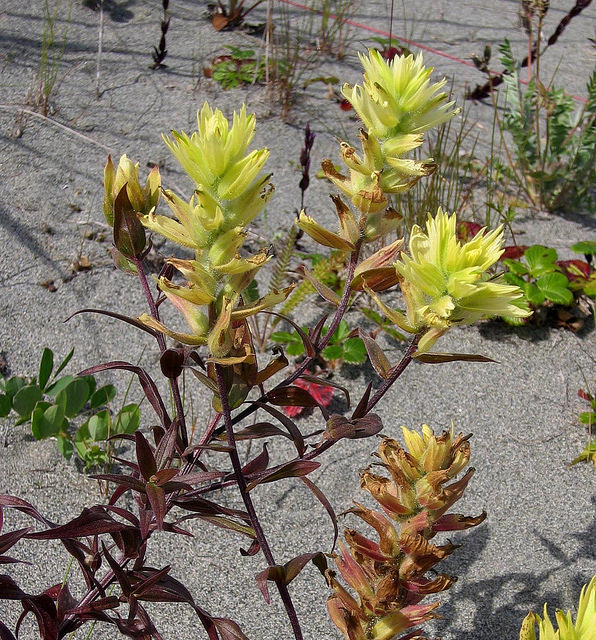Castilleja unalaschcensis (Castilleja unalaschcensis)