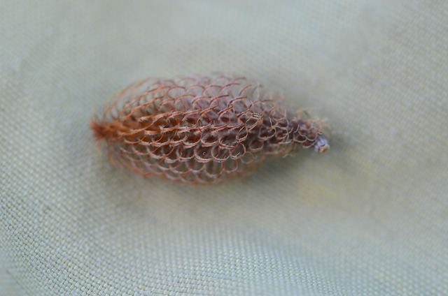 Casuarina cristata