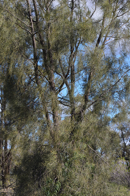Casuarina cristata
