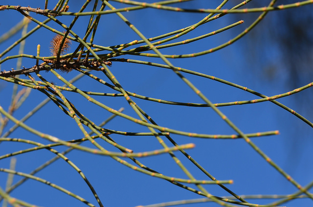 Casuarina cristata