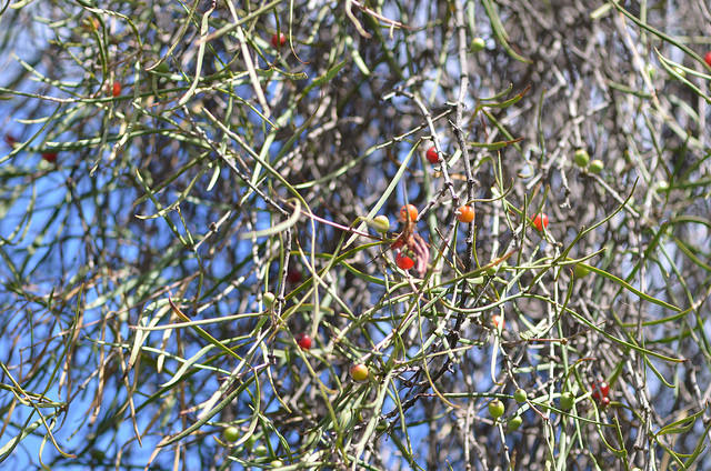 Casuarina cristata