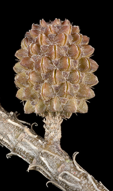 Casuarina cunninghamiana