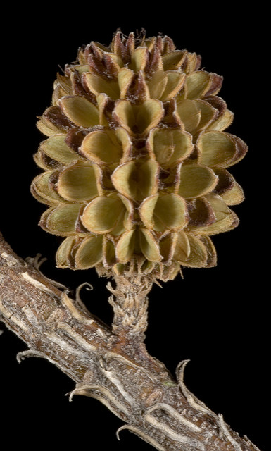 Casuarina cunninghamiana